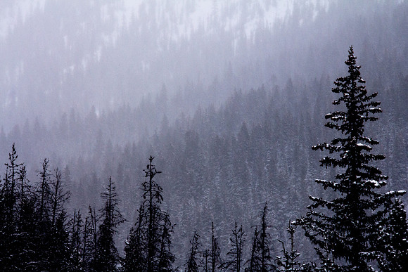 White Snow, Black Forest