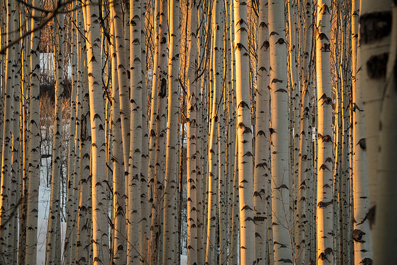 Young Aspens, Evening Light