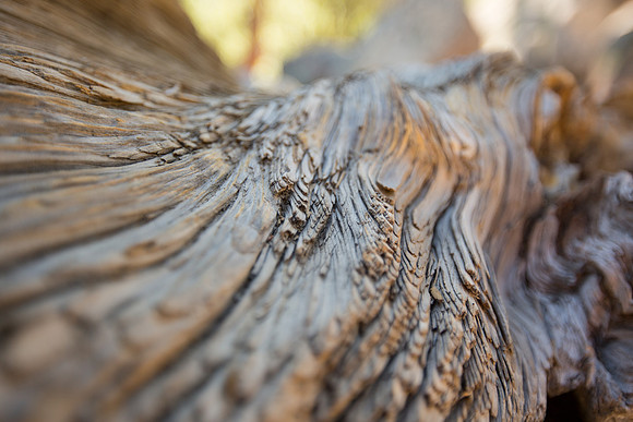 Wooden Wing