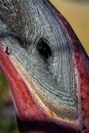 Manzanita Study