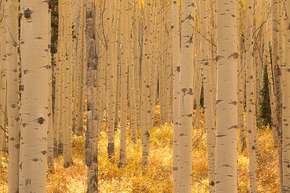 Golden Glen