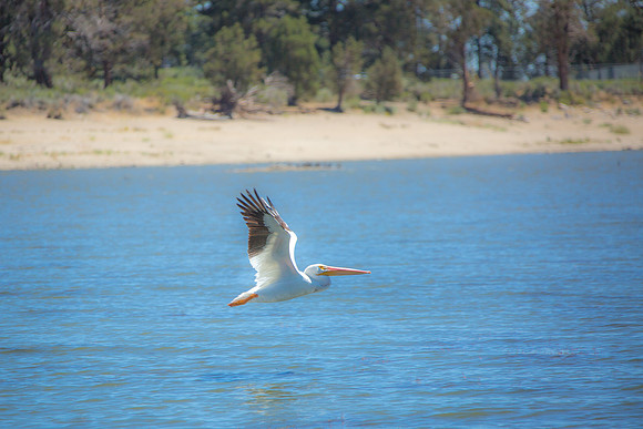 Flight of the Pelican