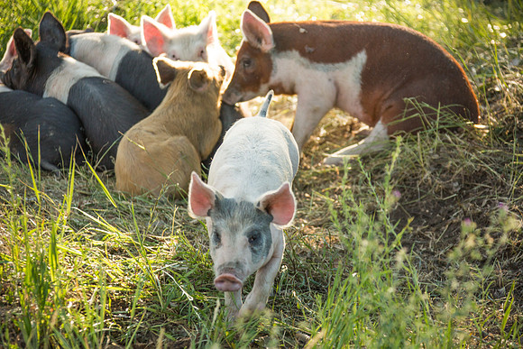 McPartland Pig Farm-0536